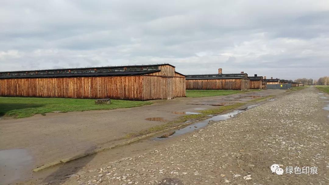 奥斯维辛集中营旅游,奥斯维辛集中营雏菊