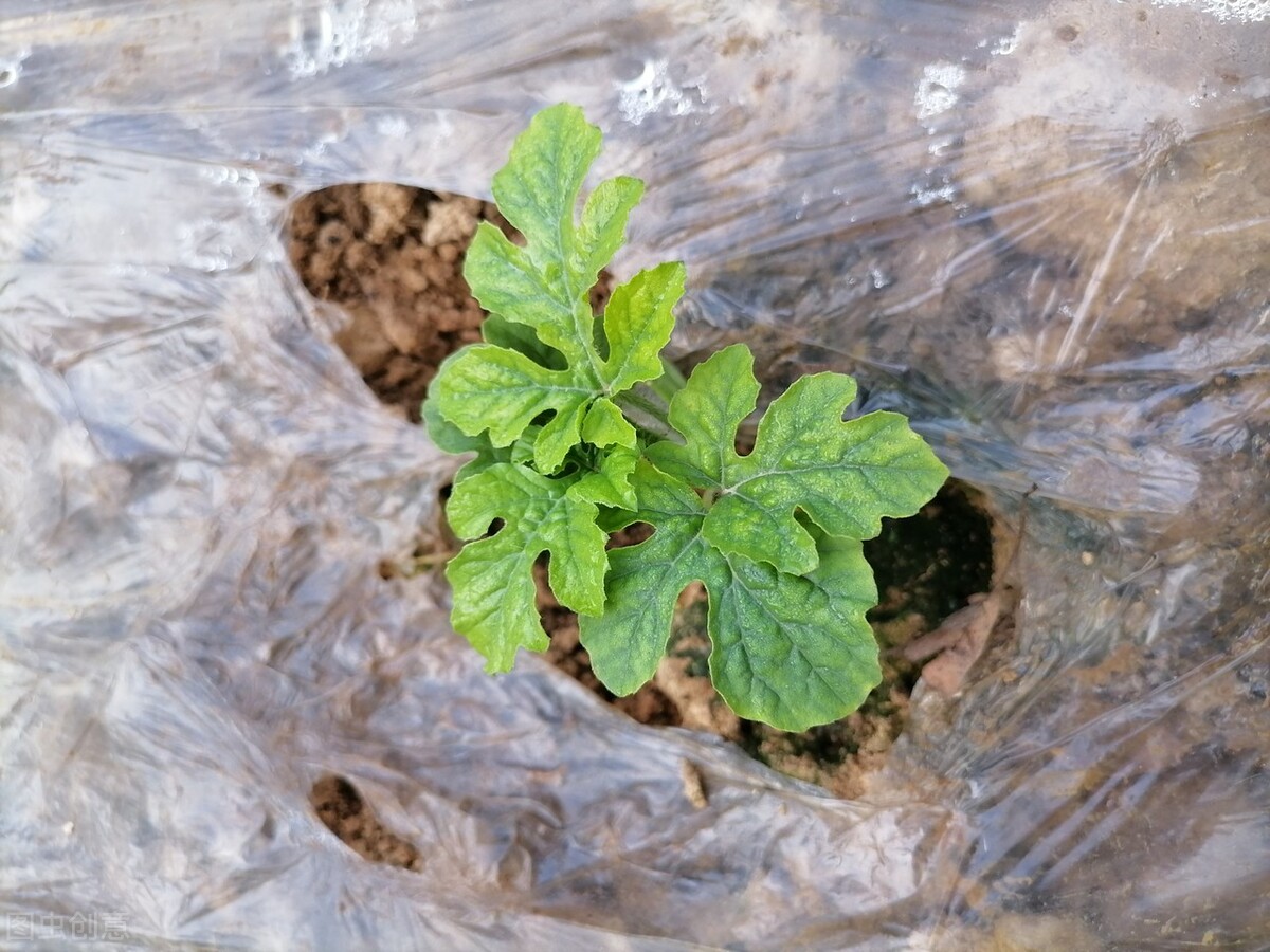 西瓜种植后干枯怎么回事,中午西瓜苗晒蔫了是正常的吗