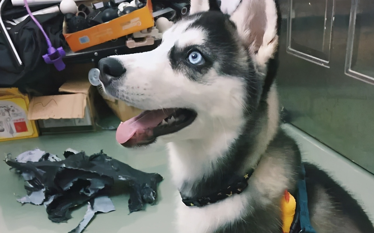 狗狗做错事假装把它丢出门外,狗子不听话可以送出去吓唬它吗