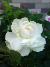 玫瑰花简介视频,玫瑰花简介外表