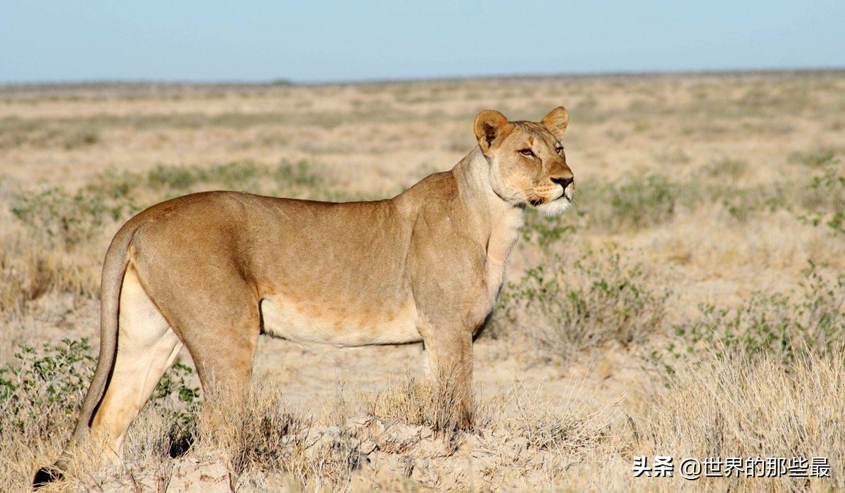 狮子为什么不咬死蜜獾,比狮子还要厉害的蜜獾