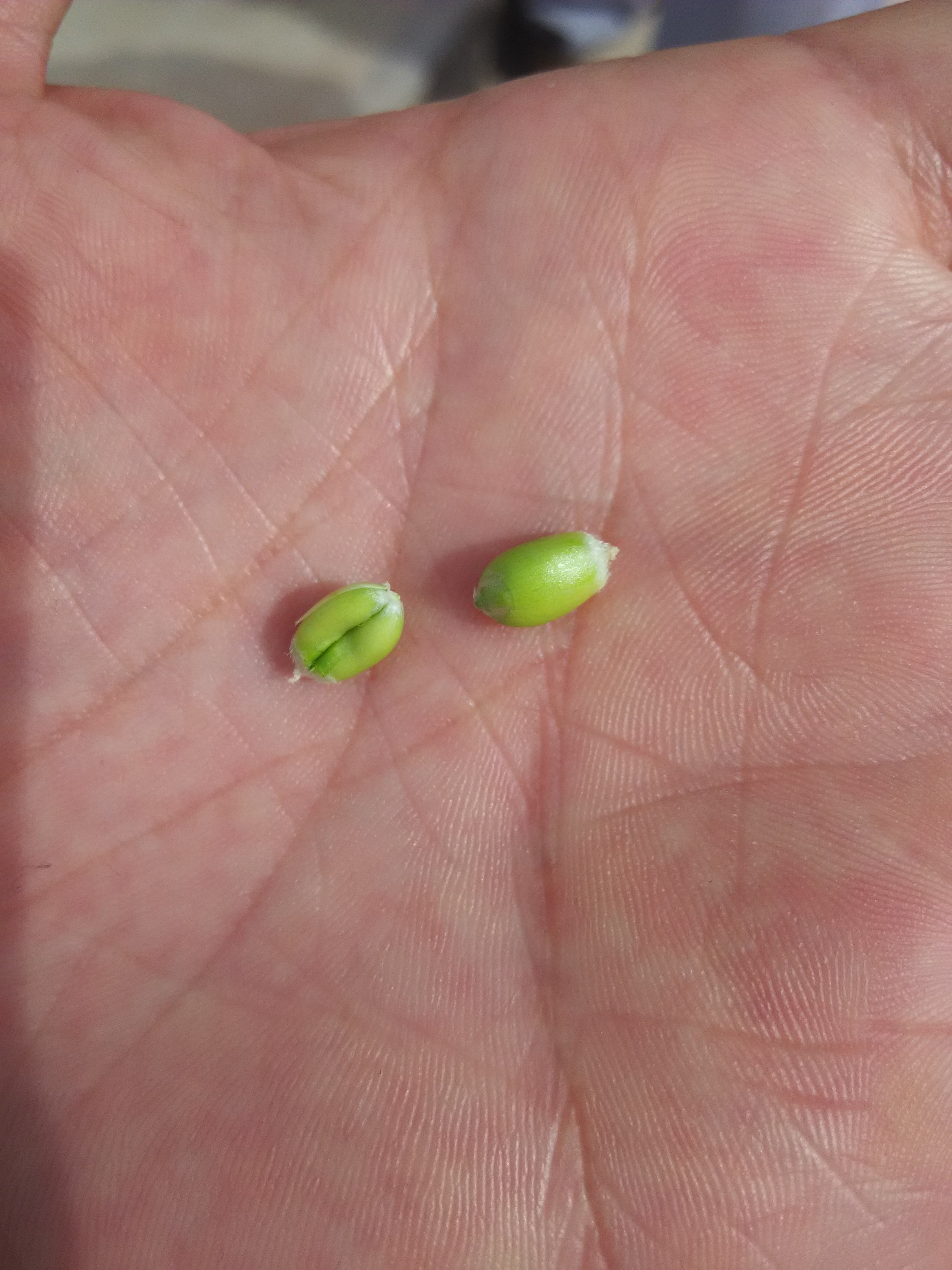 忘不了的童年味道面包,忘不了的童年味道与记忆