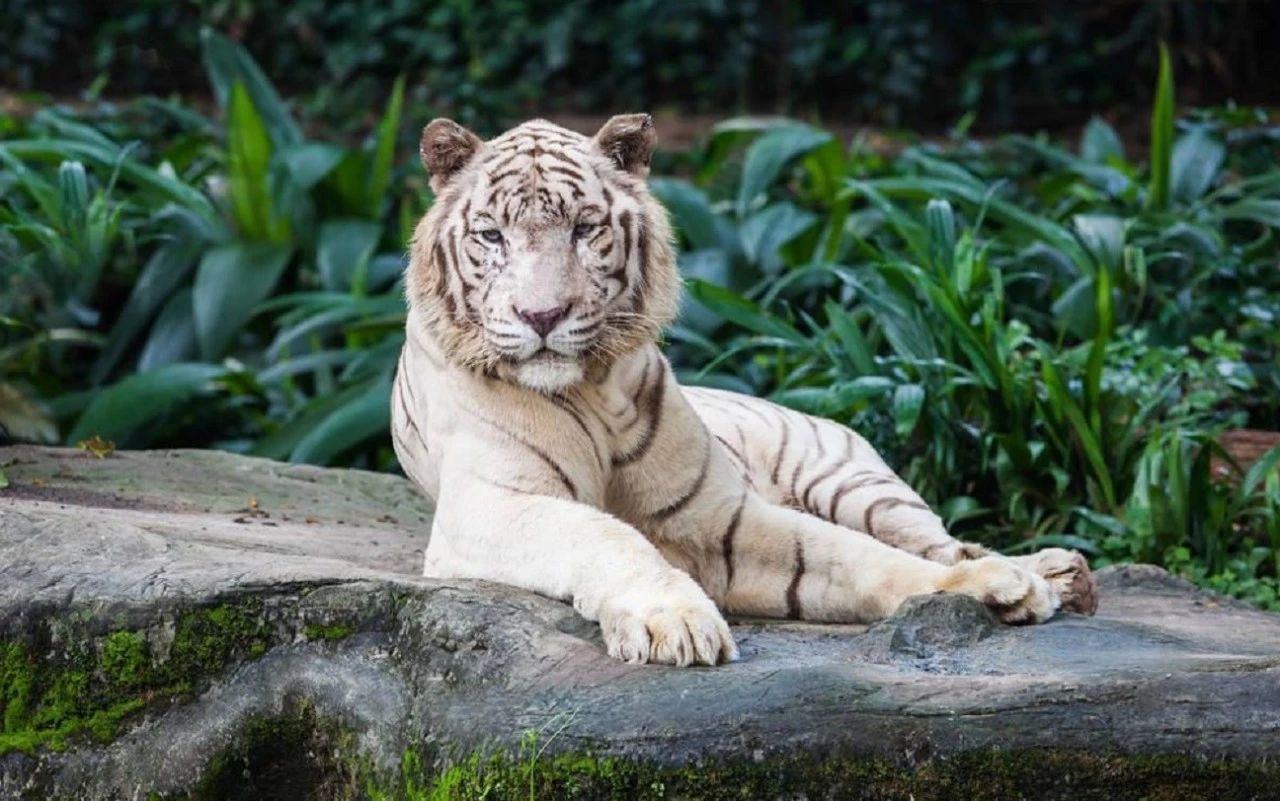 新年后去新加坡旅游 (新年在新加坡可以去哪里玩)
