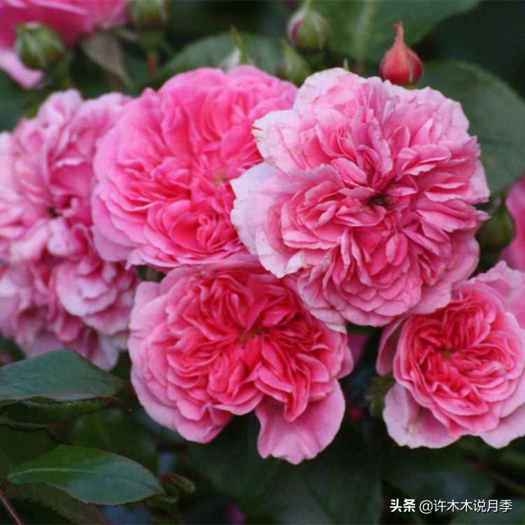 月季不停掉叶子怎么办？教你一招，光杆月季也能重新发芽开花。