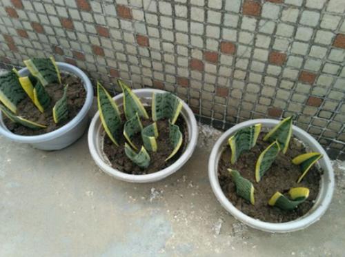 金边虎皮兰扦插的正确方法,金边虎皮兰扦插的方法