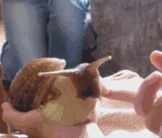 谷歌翻译告诉我螺蛳粉是snailpowder，蜗牛表示和它没关系