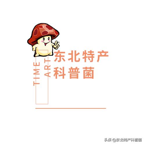 松子的采摘过程,松子从采摘到炒熟的全过程