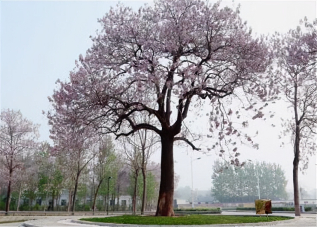 给日本人送终的生意，是怎么被菏泽曹县人垄断的？