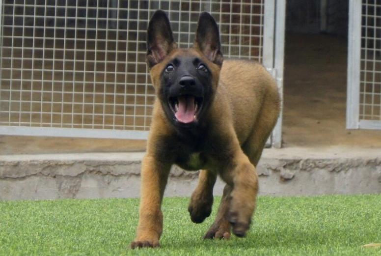 最好的马犬有哪些特点,马犬最成功的犬种