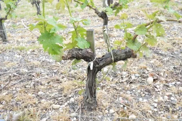 小堂告诉你如何读懂波尔多酒标,超级波尔多和波尔多有什么区别