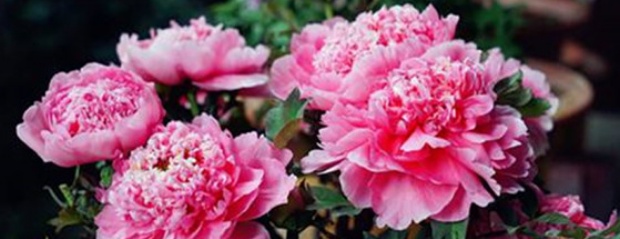 牡丹怎么养成老桩,牡丹怎么养用什么肥料