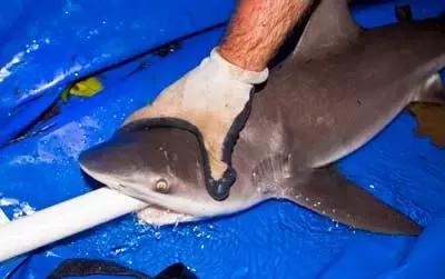 淹死一条鱼几分钟,如何淹死一条鱼