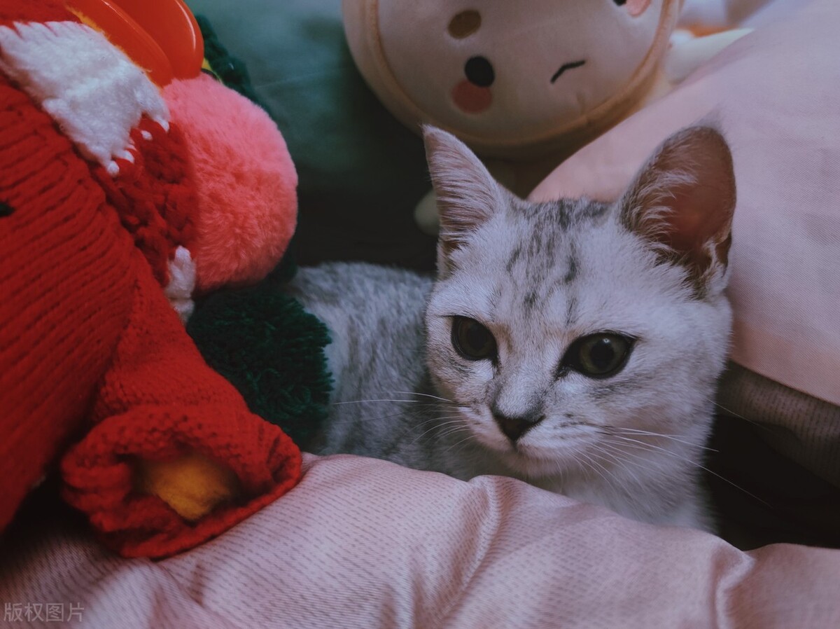 猫咪软便蹭屎怎么办吃点什么药,猫咪精神很好就是反复软便拉稀