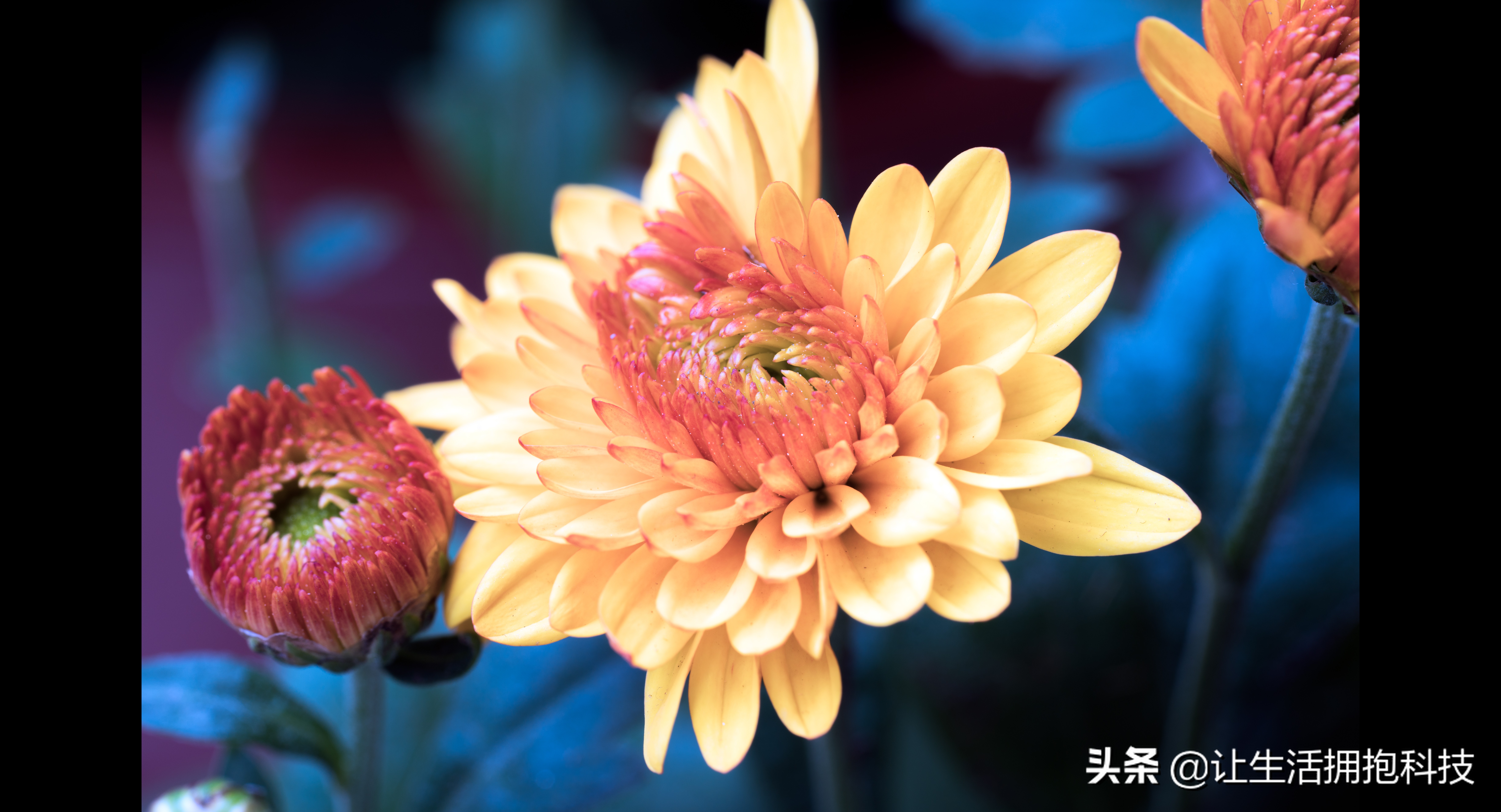 适合拍摄的微距,没有微距怎么拍摄微距效果