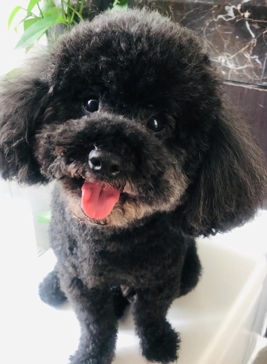 养宠物前你想好了吗,养一只泰迪狗应该花多少钱