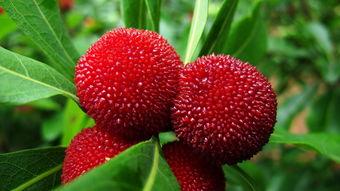 这5种水果浑身是宝夏天吃最适合,夏季最适宜吃的凉爽的水果又便宜