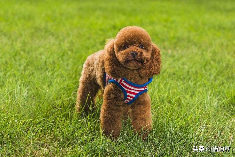 泰迪毛色褪色后能再恢复吗,泰迪犬怎么养毛色才会好