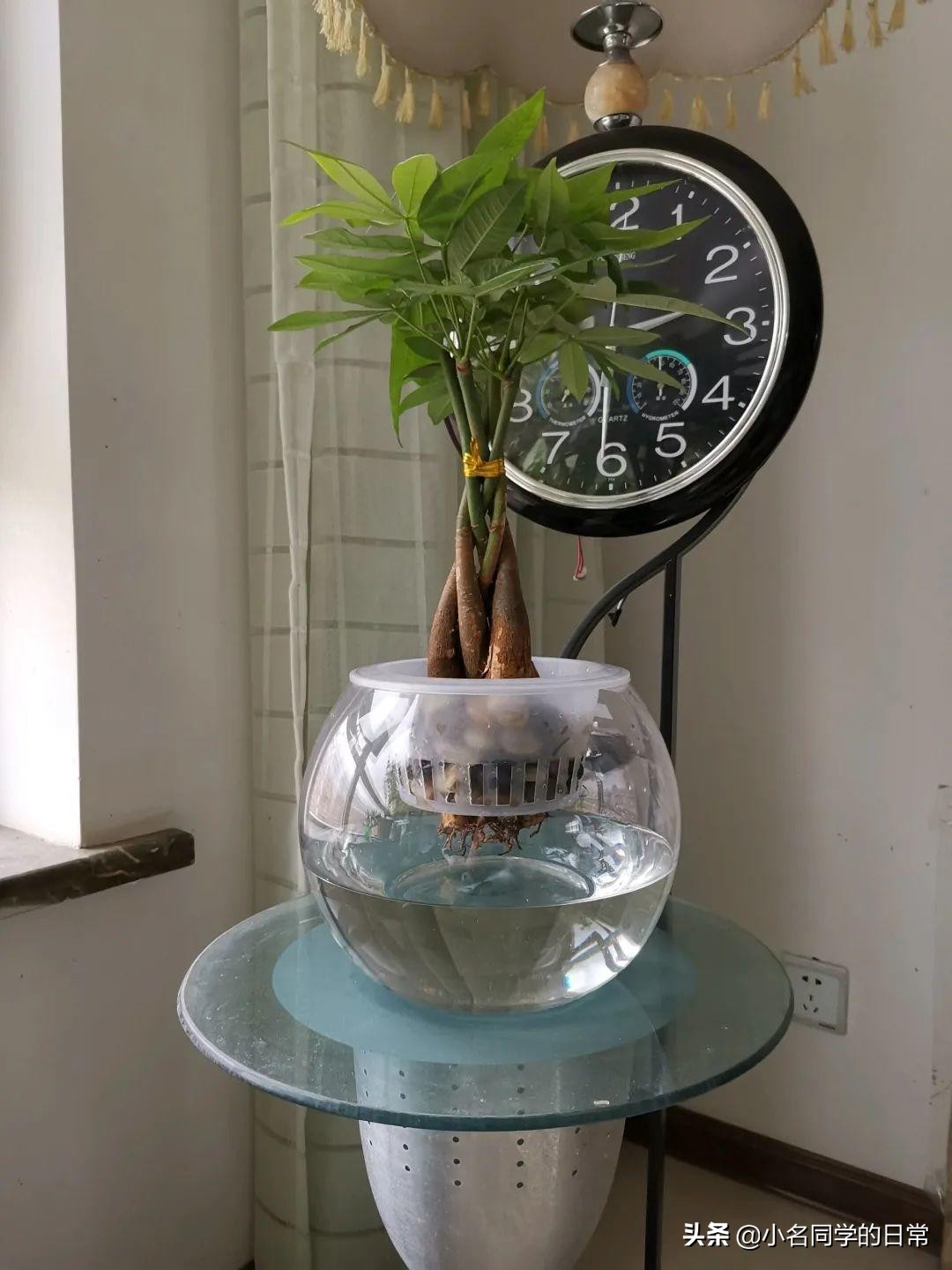 水里加点碳，根系壮得撑破盆，长出满盆萝卜根