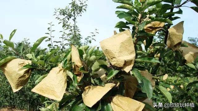 水果套袋哪种最好,葡萄果袋套袋方法