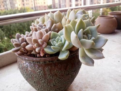 白牡丹最漂亮的多肉,皮实莲花多肉