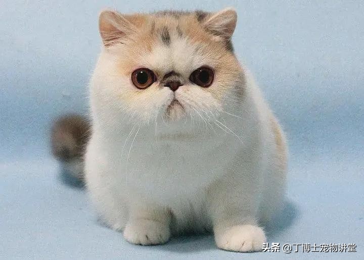 短毛加菲猫为什么不能养,异国短毛猫加菲猫调皮吗