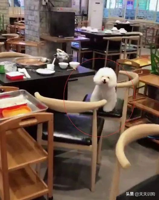 网友带狗狗回家过年,网友带狗狗去哈尔滨