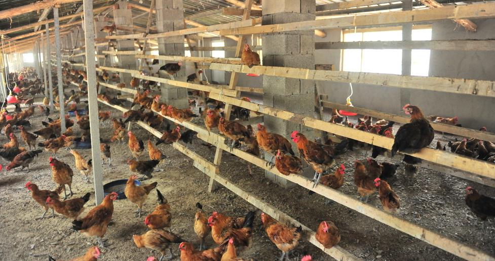 鸡群肿头肿脸用什么药,鸡为什么眼睛肿还出现脓包