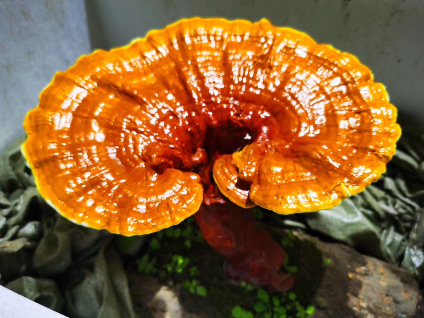 端午与灵芝文化,灵芝和端午节的关系