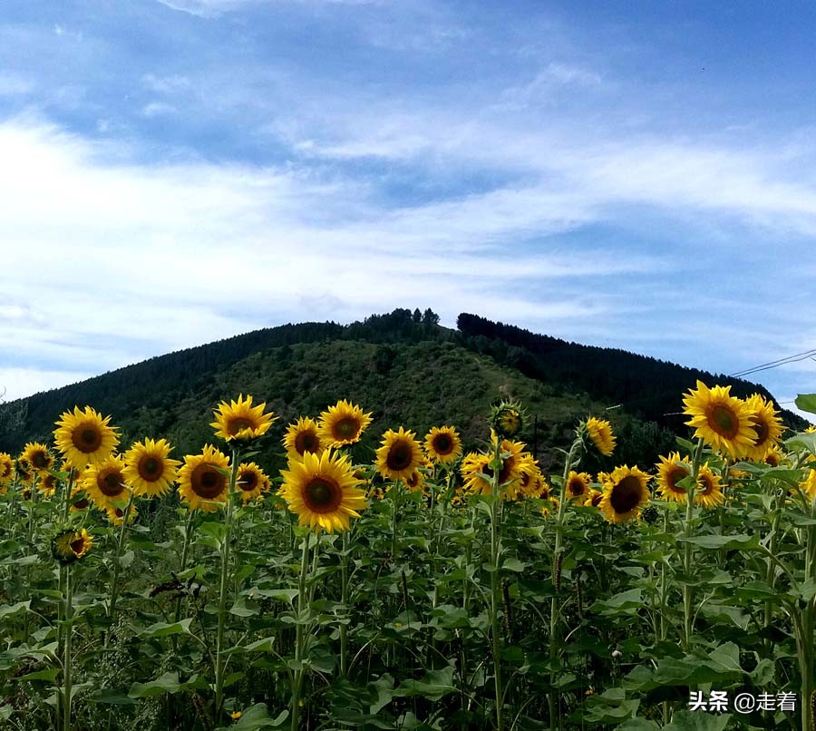 鐪嬪娓哥帺,鐪嬪