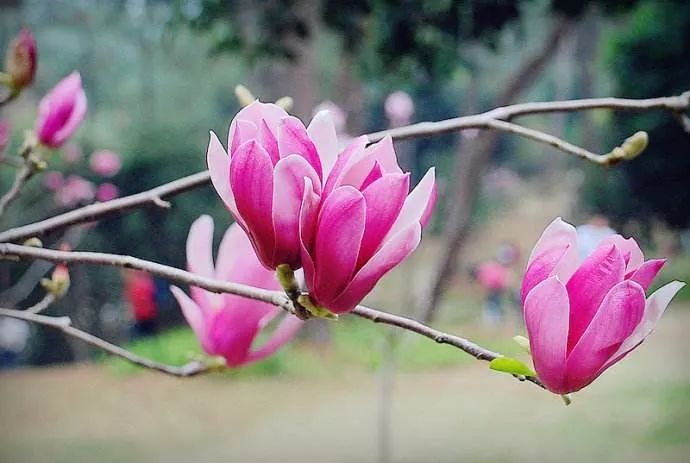 庭院辟邪的十种植物,庭院墙头守护神