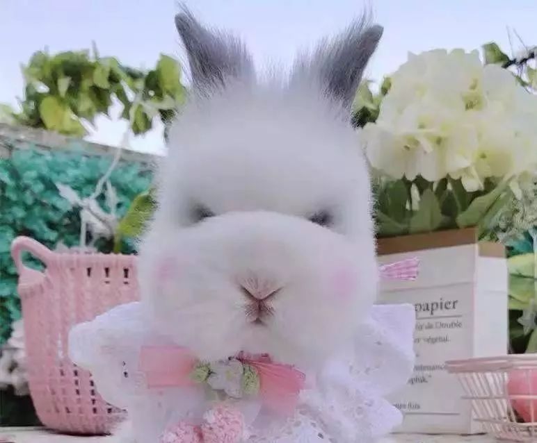 宠物经济剖析,宠物经济如何赚钱