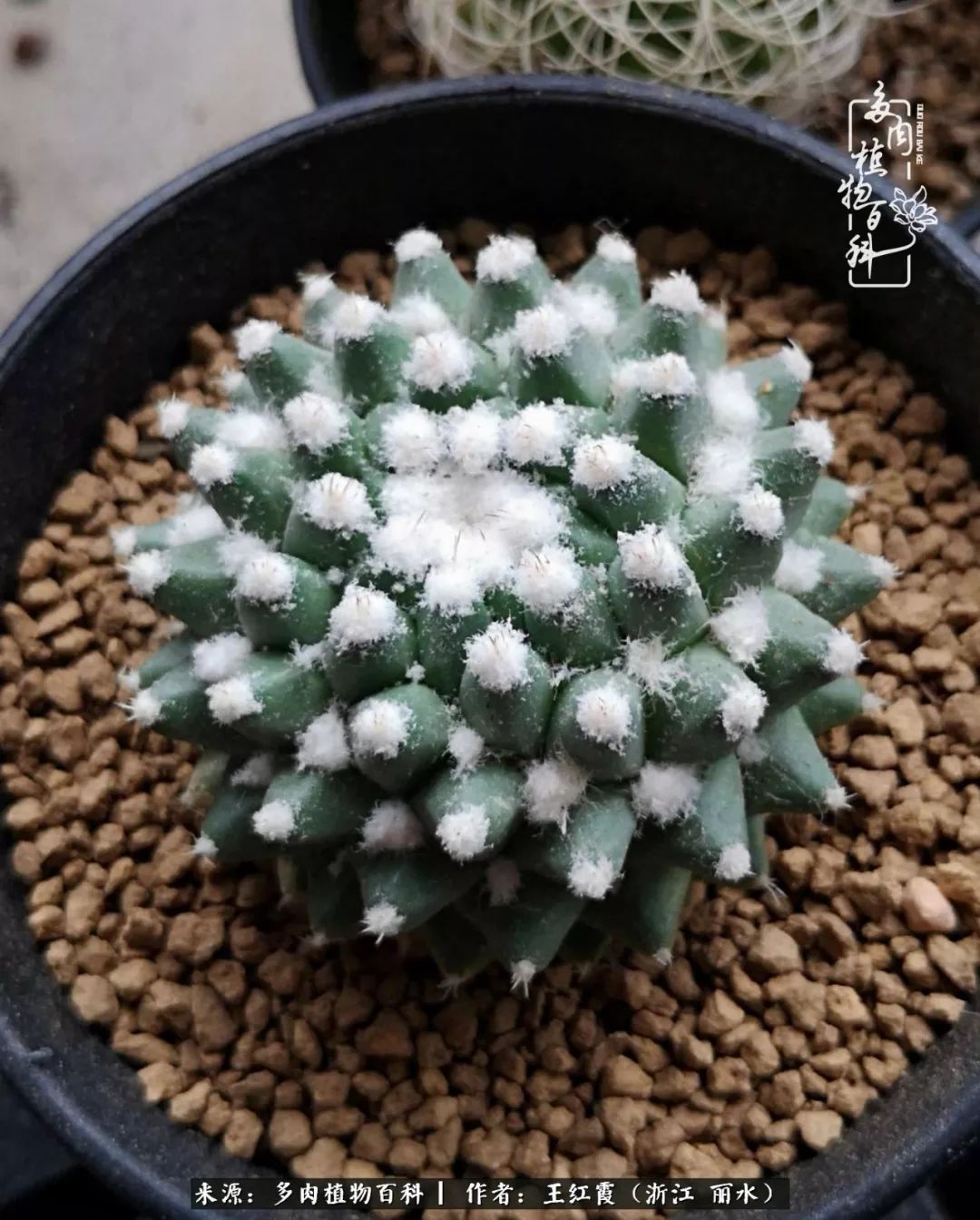 仙人球春天露养条件,仙人球露养条件