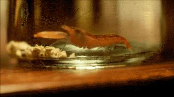 瞬间发射4000度高温的虾,能喷出100度高温的虾