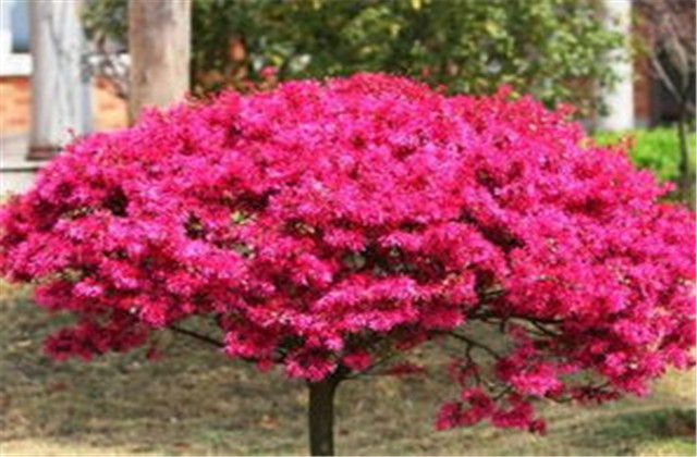 红檵木有多少种品种,红檵木优点缺点