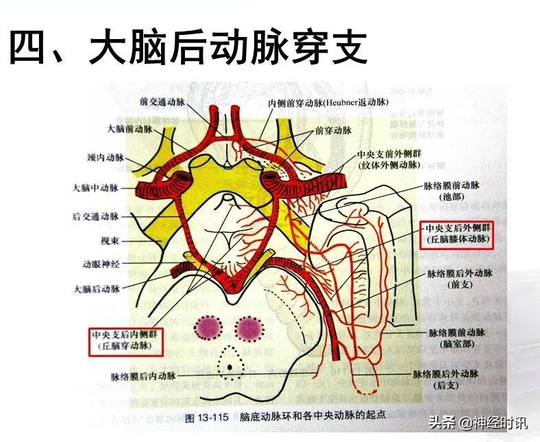 脑动脉解剖学讲解,脑膜中动脉解剖讲解