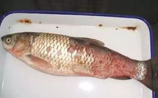 鱼掉鳞烂鳞是什么原因,鱼为什么会出现腐皮烂身