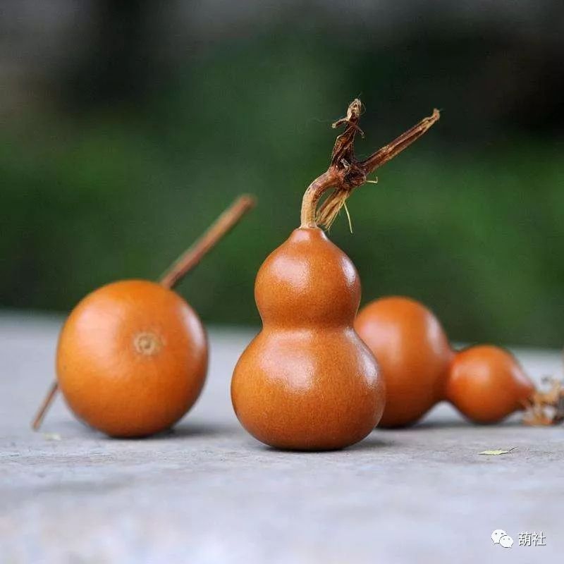 如何把葫芦盘成红色,葫芦真能变成枣红色吗