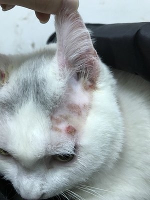 猫癣反反复复的长是怎么回事,猫癣反反复复怎么办