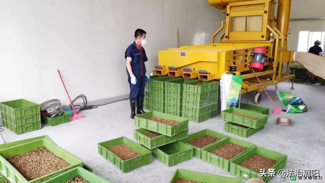 前方高能预警！汕头人的餐厨垃圾竟是被虫子吃掉的1斤卵孵出幼虫每天吃10吨垃圾