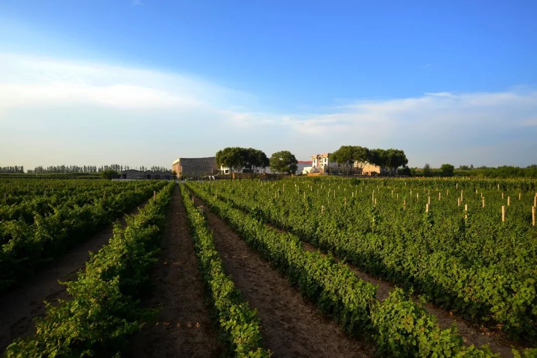 1300棵葡萄树被砍,砍掉1500亩葡萄树后利润