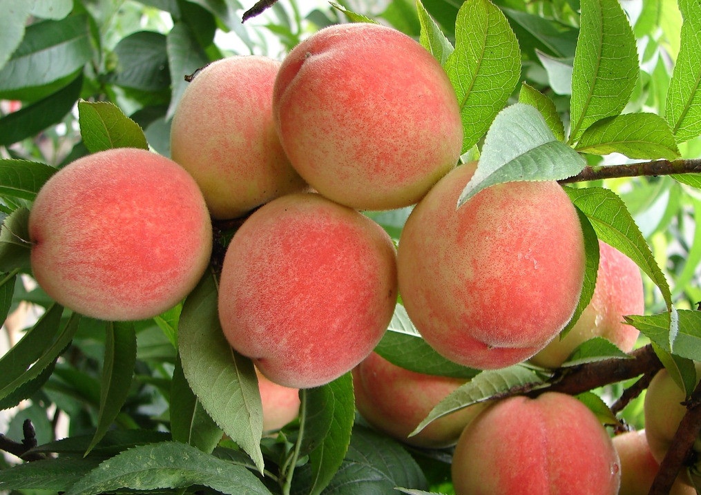 桃子幼果期突然僵果,桃子僵果怎么办打啥药