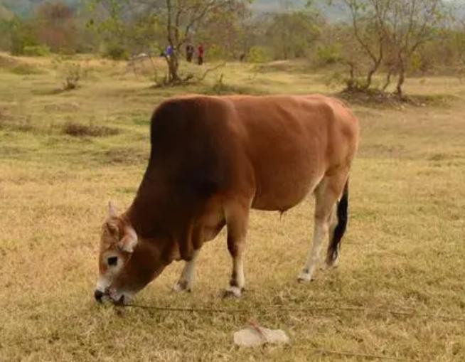 牛不吃草得什么病,病好的牛不吃草怎么办