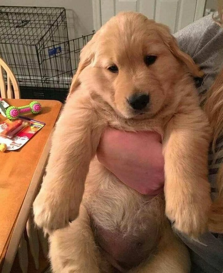 13只动物图片,12张让人惊叹的动物的照片