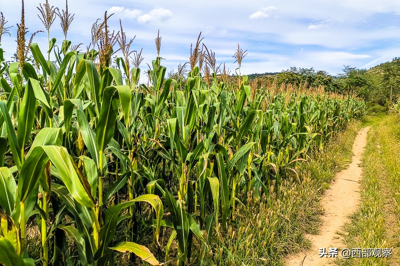陕北高原一抹动人风景,陕北黄土高原山丹丹花风景视频