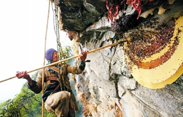 喜马拉雅山采蜜人：专供尼泊尔皇室，每公斤高达3500美元