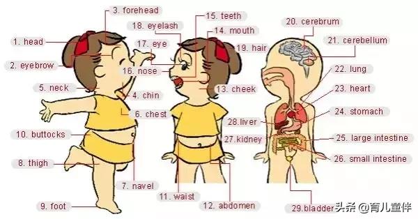 34张图让孩子记住英语中所有生活用词！老师惊呼，太值了