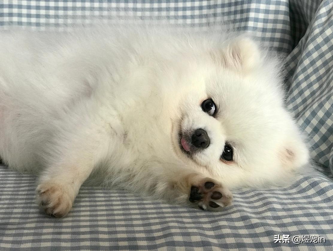 博美老是乱吃东西，这该如何是好？