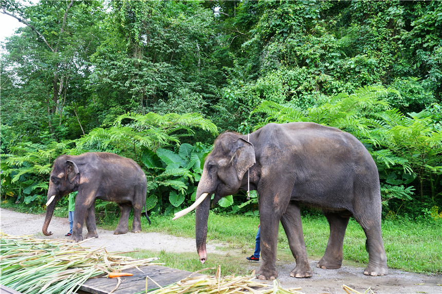 西双版纳旅游攻略最新,西双版纳旅游必去景点推荐野象谷