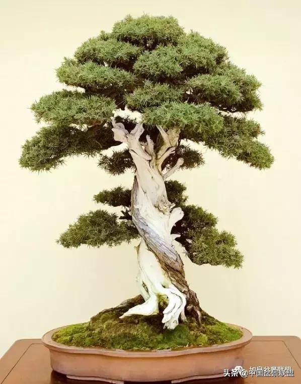 日本盆景巨匠木村正彦作品全程 (木村正彦盆景作品)