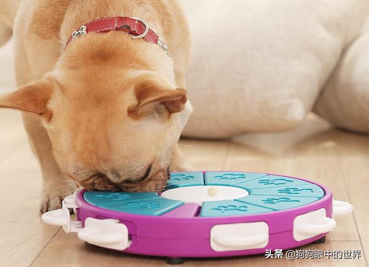 巨型贵宾犬到底有多聪明,巨型贵宾犬聪明吗